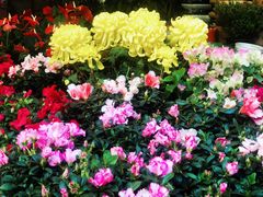 -曲阳花鸟市场(曲阳路店)