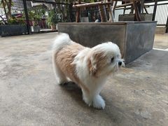 -TrueLove @ Neverland (Husky Cafe)