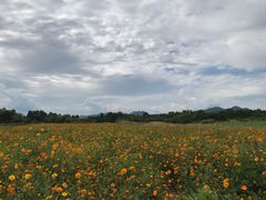 -北京东方普罗旺斯薰衣草庄园