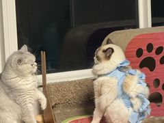 -米苏动物医院·犬猫专科·骨科外科内窥镜