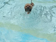 -汪说喵讲宠物乐园宠物酒店(红星美凯龙店)