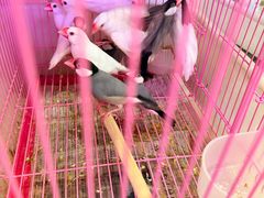 -双季花艺园艺市场(浦东店)