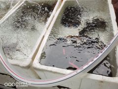 -外伶仃岛海鲜市场