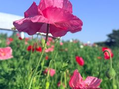 -荷兰花海
