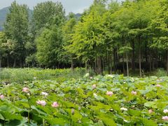 -长广溪湿地公园