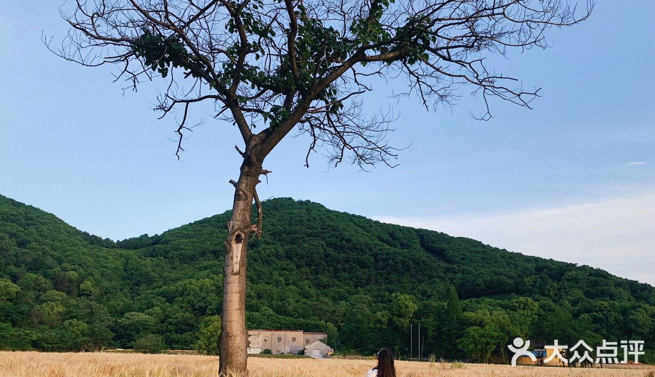 杭州滨江的麦田,在夕阳下奔跑吧