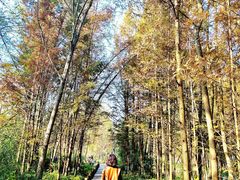 -桤木河湿地公园