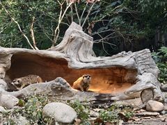 -野生动物园-停车场