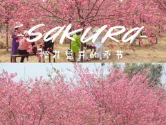 -天适樱花悠乐园