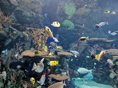 -瑞普利水族馆