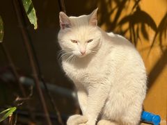 -龙华素斋(龙华路店)