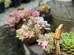 -寂照庵