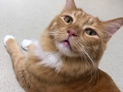 -藏猫猫咖啡主题馆(中央大道店)