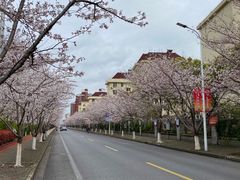 -高东镇樱花园