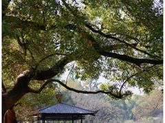 -上海共青森林公园