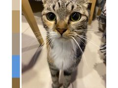 -平行世界·猫咖(首经贸店)