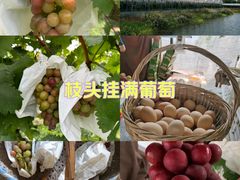 -马陆小张葡萄园农家乐