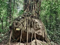 -莫里热带雨林景区