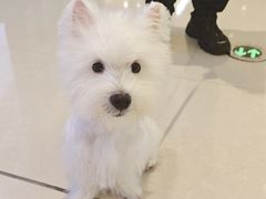 -帕帕拉兹宠物(亚洲旗舰店)