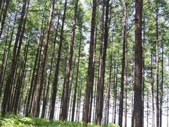 -塞罕坝国家级自然保护区