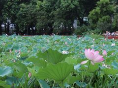 -荔湾湖公园