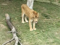 -西霞口神雕山野生动物世界