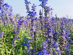 -北京东方普罗旺斯薰衣草庄园