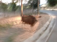 -清迈夜间动物园