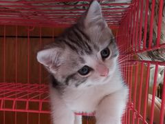 -欣宠猫屋·矮脚拿破仑·蓝金金渐层