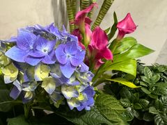 -花鸟鱼虫鲜花绿植市场(玉泉路店)