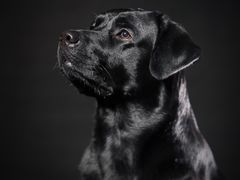 -超宠爱宠物摄影-Super pet