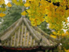 -凤栖山