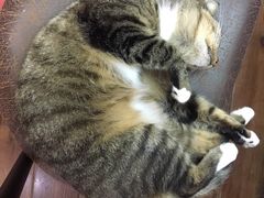 -红鼎豆捞·非遗鲍皇汤火锅(宝丰路店)