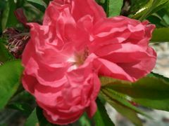 -南汇桃花村