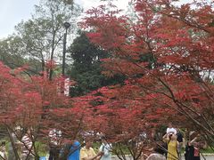 -广州市帽峰山景区