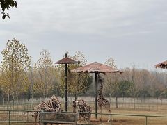 -合肥野生动物园