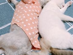 -灵美宠物诊所
