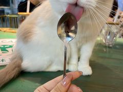 -喵喵咪呀布偶猫咖(春熙路店)