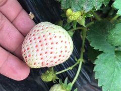 -田趣农庄草莓采摘园