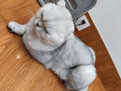 -有猫主题·治愈系猫咖(曾厝垵店)