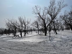 -大秃顶子山