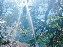 -黄龙山原始森林景区