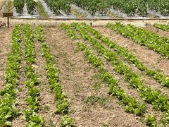 -前小桔亲子创意农场·草莓采摘·露营烧烤