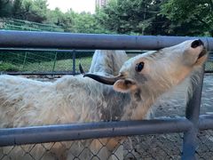 -长白岛森林公园