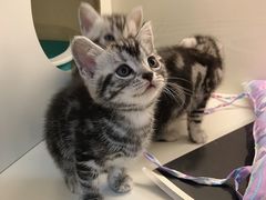 -喵zoo家庭繁育猫舍(尖东智能花园店)