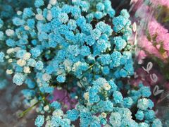 -宝鸡东道花鸟鱼虫市场(吉利花园商场店)