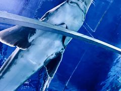 -西双版纳原始森林公园