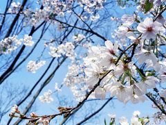 -新虹桥中心花园