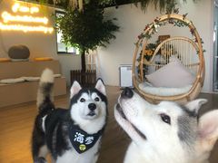 -Husky Go! 哈士奇体验馆·宠物咖啡厅狗咖