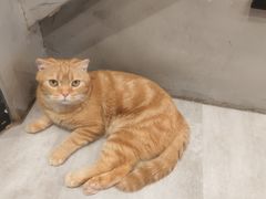 -猫儿山۰猫主题餐厅